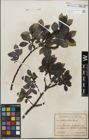 Foto von Salix glabra Scop.